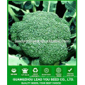 NBR021 Senme Guangzhou brocolli empresa de sementes, sementes à venda